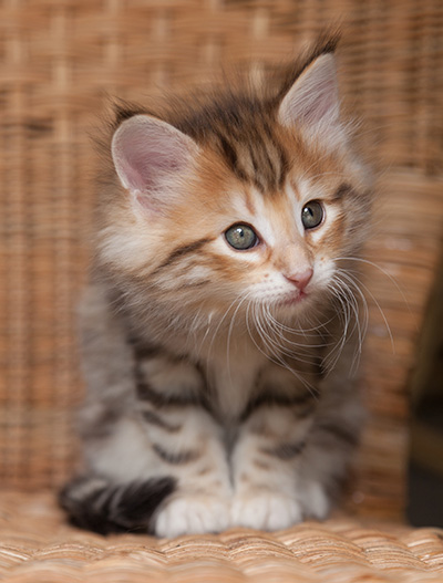 Orlando - 7 weeks old