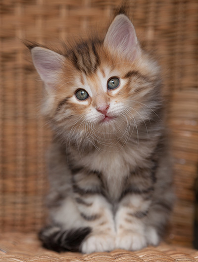 Orlando - 7 weeks old