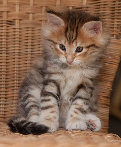 Orlando - 7 weeks old