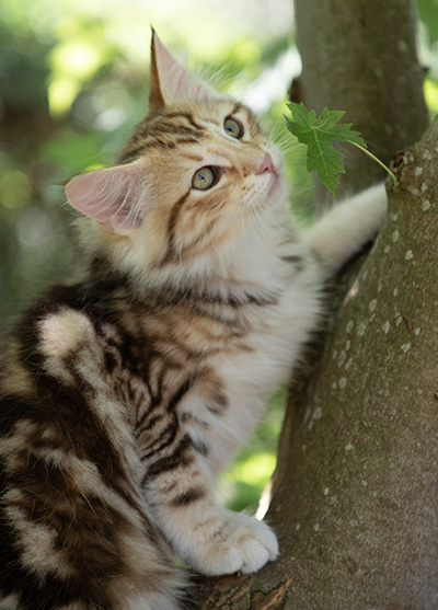 Orphee - 12 weeks old