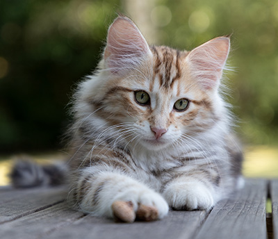 Orphee - 12 weeks old