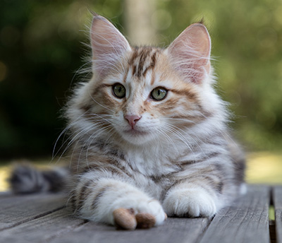 Orphee - 12 weeks old