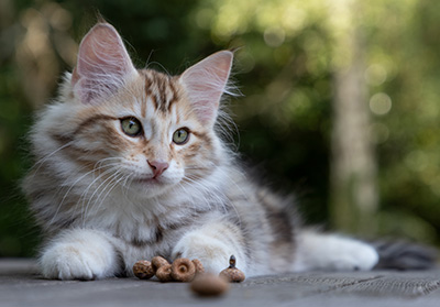 Orphee - 12 weeks old