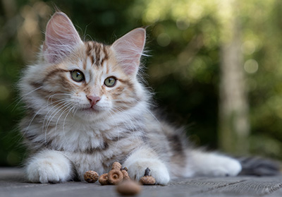 Orphee - 12 weeks old
