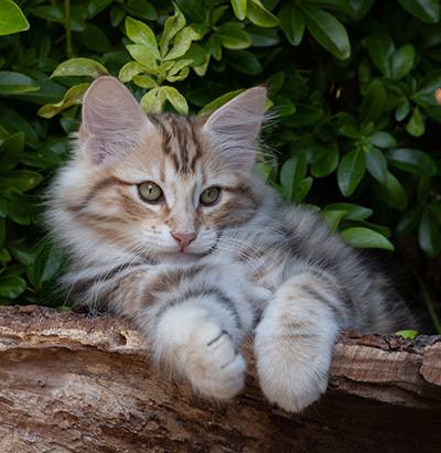 Orphee - 12 weeks old