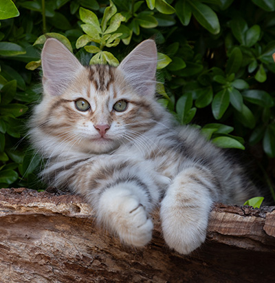 Orphee - 12 weeks old