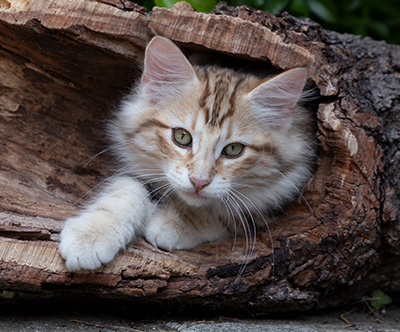Orphee - 12 weeks old