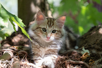 Orphee - 12 weeks old