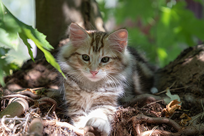 Orphee - 12 weeks old