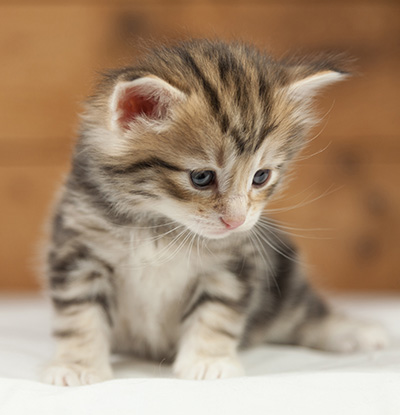 Orphee - 4 weeks old