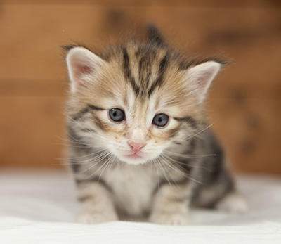 Orphee - 4 weeks old