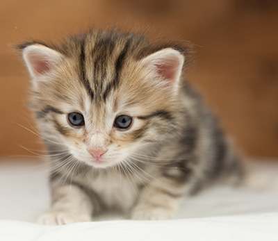 Orphee - 4 weeks old