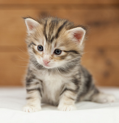 Orphee - 4 weeks old