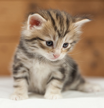 Orphee - 4 weeks old