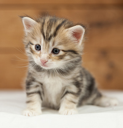 Orphee - 4 weeks old