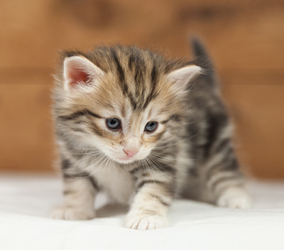 Orphee - 4 weeks old