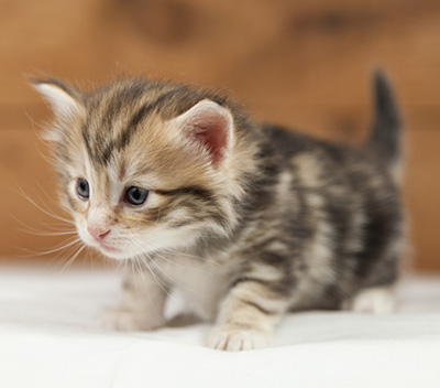 Orphee - 4 weeks old