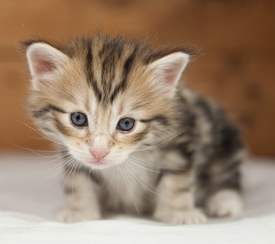 Orphee - 4 weeks old