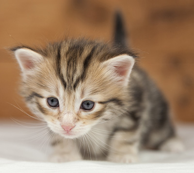 Orphee - 4 weeks old