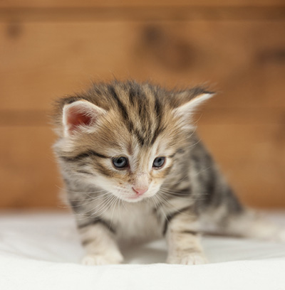 Orphee - 4 weeks old