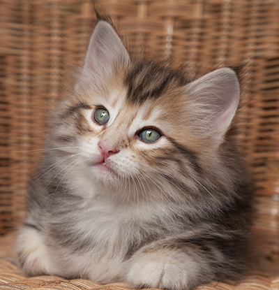 Orphee - 7 weeks old