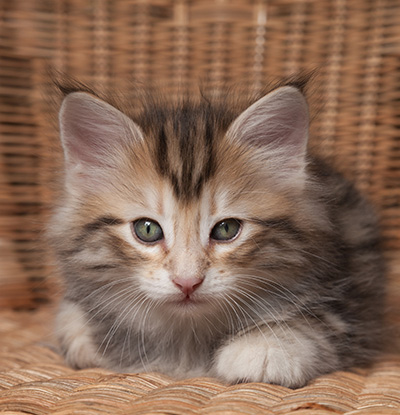 Orphee - 7 weeks old