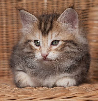 Orphee - 7 weeks old