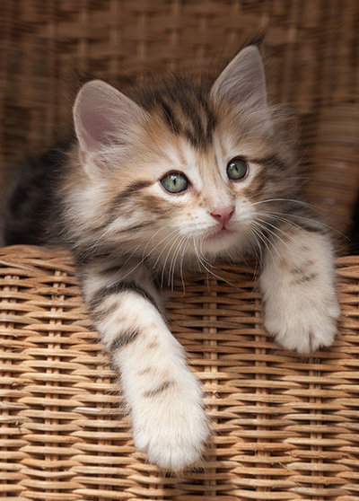 Orphee - 7 weeks old
