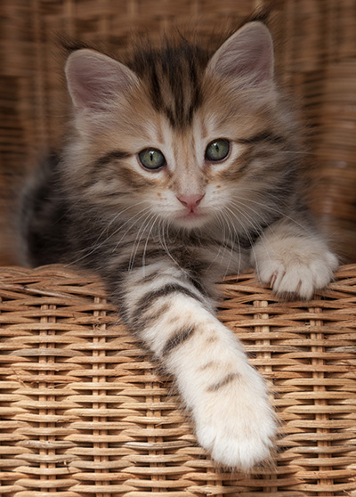 Orphee - 7 weeks old