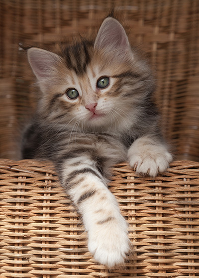 Orphee - 7 weeks old