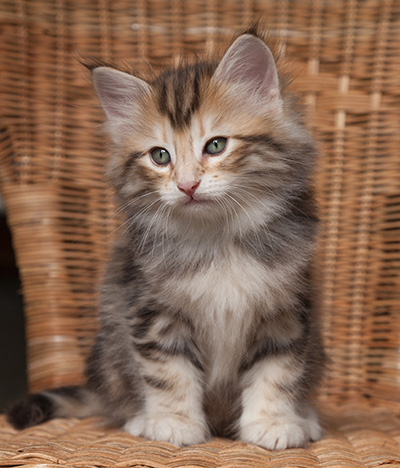 Orphee - 7 weeks old