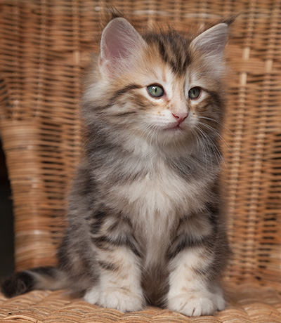 Orphee - 7 weeks old