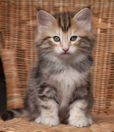 Orphee - 7 weeks old