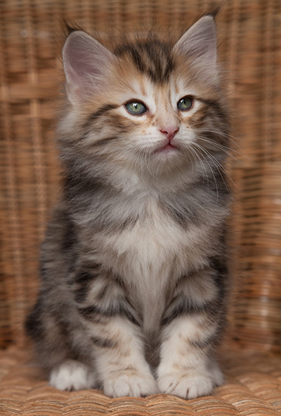 Orphee - 7 weeks old