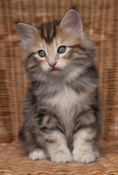 Orphee - 7 weeks old