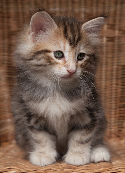 Orphee - 7 weeks old