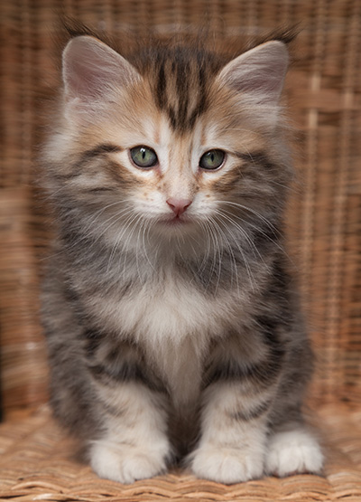 Orphee - 7 weeks old