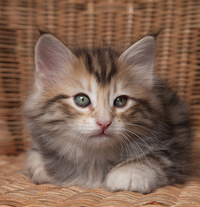 Orphee - 7 weeks old