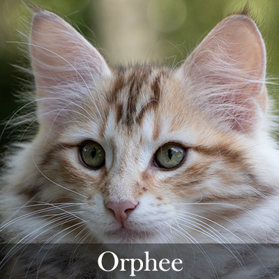 Orphee