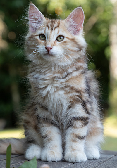 Oxford - 12 weeks old