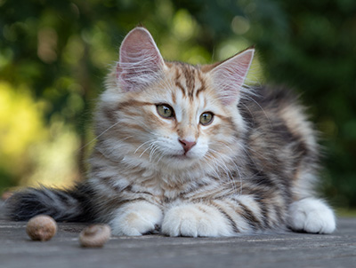 Oxford - 12 weeks old