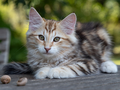 Oxford - 12 weeks old