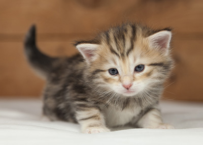 Oxford - 4 weeks old