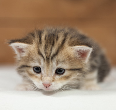 Oxford - 4 weeks old