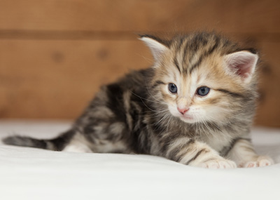 Oxford - 4 weeks old