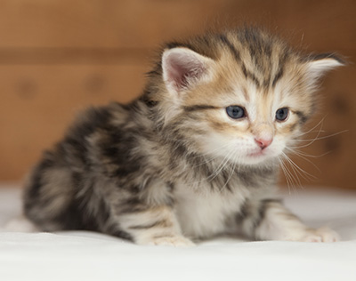 Oxford - 4 weeks old