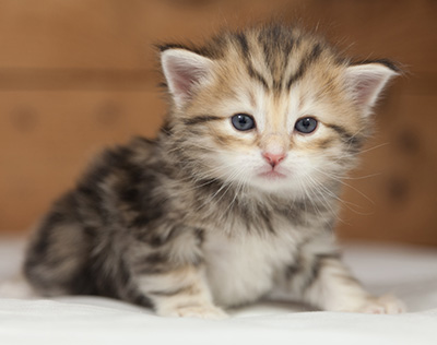 Oxford - 4 weeks old