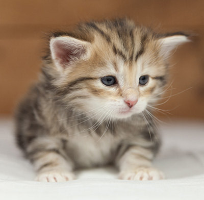 Oxford - 4 weeks old