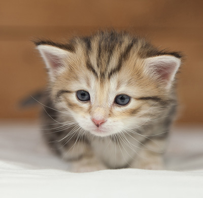 Oxford - 4 weeks old