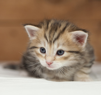 Oxford - 4 weeks old